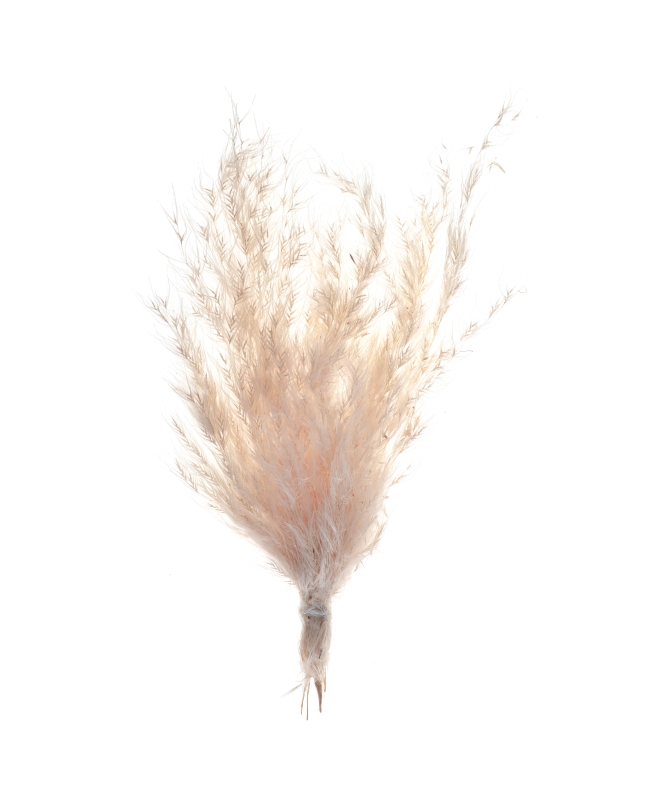 Ramo Peq. Pampas 6 X 20cm Elemt.Naturalseco ***OFERTA DTO NO ACUMULABLE
