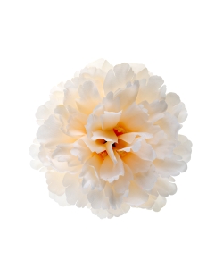 Peonia Marfil 11X5cm Poliester