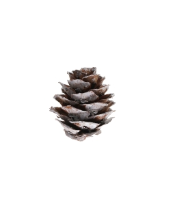 Confeti Piña Nieve 2.5X3cm Madera ***OFERTA DTO NO ACUMULABLE